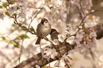 スズメと満開の桜
