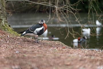 Beautiful small blue and orange bird in a park in the center of London city, standing near a lake...