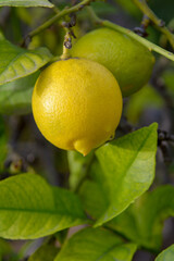 Limones en el árbol pendientes de recolección. Valencia. España