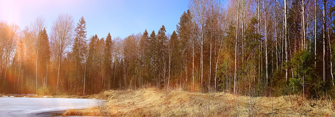 abstract seasonal landscape early spring in forest, sun rays and glare nature view