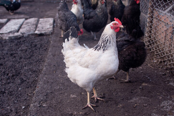 White chicken on a farm in the village. Close-up.