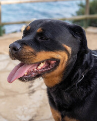 Fototapeta premium Hermoso ejemplar de Rottweiler aleman