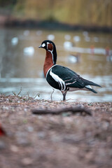 Beautiful view of a blue and orange bird in a park in the center of London city. Cold winter day, birds and ducks enjoying the calm outdoors