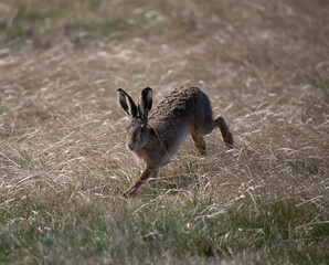 European brown hare in field in Burgenland
