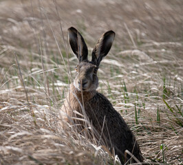 European brown hare in field in Burgenland