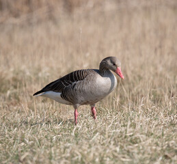 Greylag Goose Bird Reflection at Neusiedlersee, Burgenland Austria