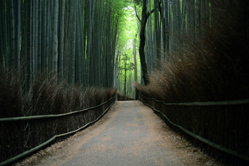 Bamboo grove road-27