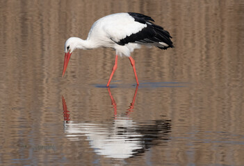 Stork reflecting in lake, Neusiedlersee, Burgenland, Austria