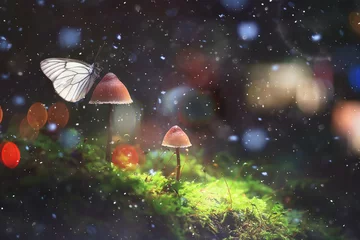 Foto op Plexiglas butterfly on mushroom in the forest, magic picture macro photo, seasonal landscape spring in the park © kichigin19