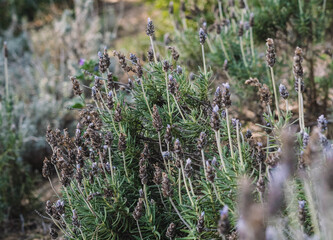 Plantas y flores silvestres tipicas de la zona mediterranea