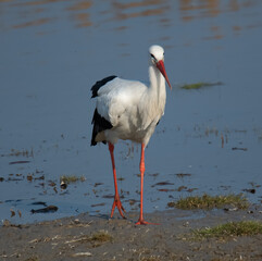 Stork reflecting in lake, Neusiedlersee, Burgenland, Austria