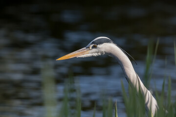 Close up of a Great grey Heron, photographed in the Netherlands.