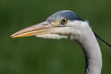 Close up of a Great grey Heron, photographed in the Netherlands.