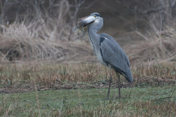 A grey heron that has caught a tufted duck (Aythya fuligula), photographed in the Netherlands.