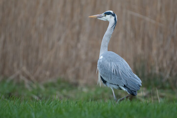 A grey heron in the pasture, photographed in the Netherlands.