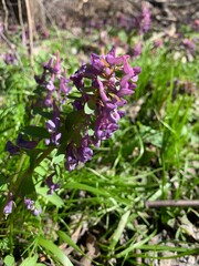 Natural spring background - Corydalis flowers in nature.
purple flowering ground beautiful small plants with green leaves