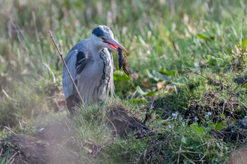 Obraz premium A grey heron that has caught a crayfish, photographed in the Netherlands.
