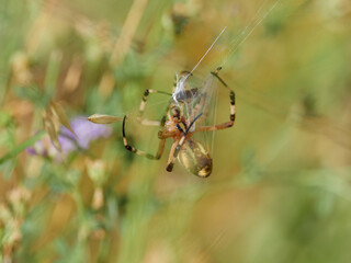 Garden spider, Argiope Trifasciata, hunting a butterfly, near Almansa, Spain.