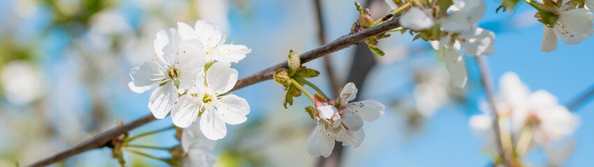 Blossoming cherry branch blurred background banner panoramic