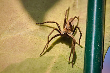 Listspinne ( Pisaura mirabilis ).
