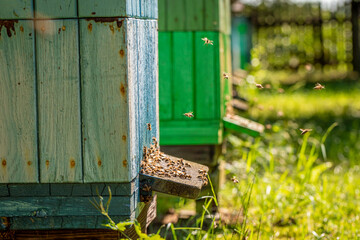 Obraz na płótnie Canvas Unique apiary in a rural settlement. Ecological honey production.