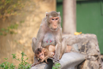 mother monkey and baby monkey