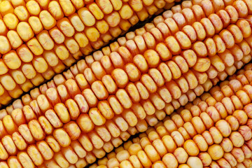 Close-up of ears of corn.
