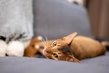 Cute Abyssinian cat lying on a gray sofa at home and playing with a mouse.