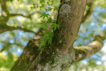 Eine Wiese mit Morgentau im Sonnenaufgang
