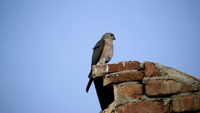 a bird is sitting on a wall.