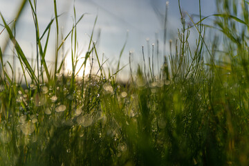 Eine Wiese mit Morgentau im Sonnenaufgang