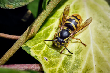 Gemeine Wespe ( Vespula vulgaris ).