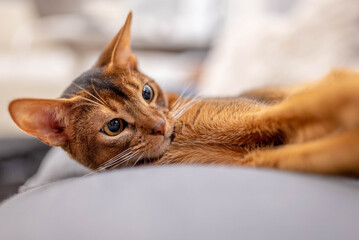 Cute Abyssinian cat lying on a gray sofa at home and playing with a mouse.