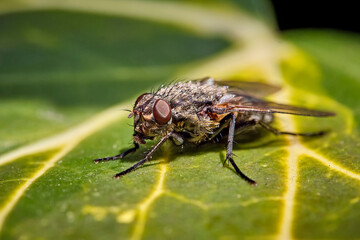 Schmeißfliege ( Pollenia sp. ).