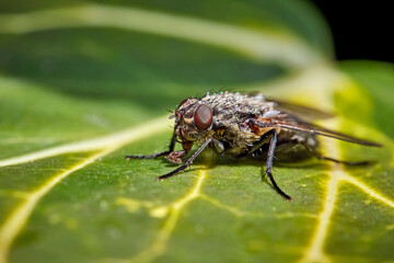 Schmeißfliege ( Pollenia sp. ).