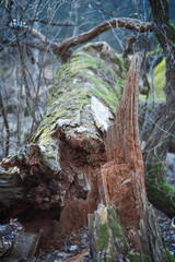 end of decaying log in wilderness