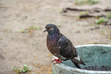 Beautiful gray blue dove looking at the camera