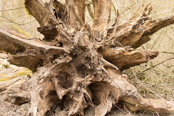 tree stump