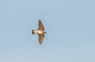 Adult Northern Rough-winged Swallow (Stelgidopteryx serripennis) in flight, bottom view, wing, feather and eye detail, blue sky background