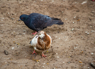 The two friends of the pigeon look around curiously as they walk through the park