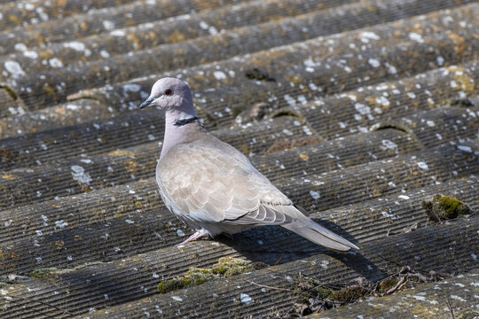 Pink-gray dove on mottled background. Scientific name - Columbarum. Cute picture, suitable for decorating items, such as plastic bags.