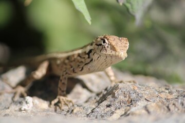 lizard on a rock