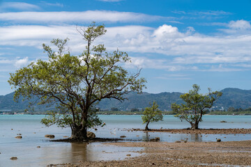 Tree standing by a sunny beach,  blue water ocean, blue sky and green mountain background.