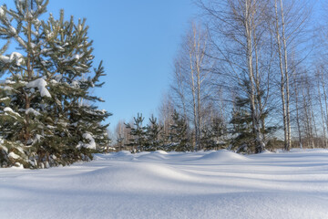 Winter forest landscape with white clean snow forming an undulating surface, tall pines and birches against the background of a pale blue sky. Grains and sparks of snow are clearly visible. 