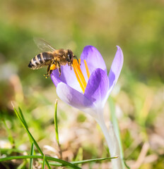 Bee flying to a purple crocus flower blossom