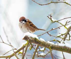 Sparrow sitting on a snow covered tree
