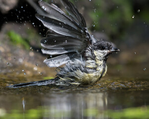 Great tit takes a bath in Goois Natuurreservaat, The Nerherlands.