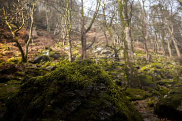 moss covered rocks