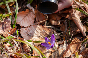 how to photograph a beautiful crocus.crocus near the camera