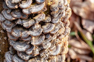 abstract composition of forest mushrooms